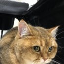 압구정동물의료센터 이미지