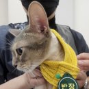 캣치유고양이미용호텔 이미지