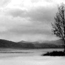 나무한그루 이미지