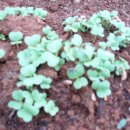 너울농장 이미지