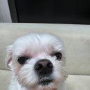 더 이쁘개 | 신도림 애견미용 모든 강아지 케어 가능한 이뿌개