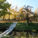 장현1리 | 은행의 노란색으로 물들어 있는 보령의 가을여행지 신경섭 가옥