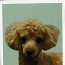 댕댕이냥 이미지