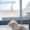 선샤인퍼피 이미지