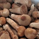 사비농장 이미지