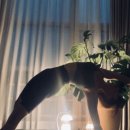 도을요가필라테스 이미지