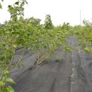 김종현 농장 이미지