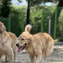 애견호텔 도그캐슬 다산점 | 애견유치원호텔 창업, 실제 운영자가 알려주는 현실 비용과 수익 구조!