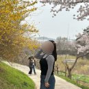 조명군총 | [사천벚꽃]지금이 절정! 사천 선진리성 벚꽃 실시간 후기 (4/3)