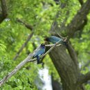 파랑새2 이미지