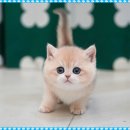 부산고양이분양 미유펫 이미지