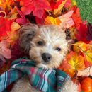 은밀하개위대하개 | 일상블로그 _ 동구랑 함께하는 행복한 요양의 계절 가을가을 🍁🍂