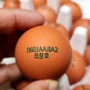 봄양계장 이미지