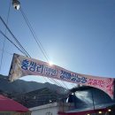 사랑방농원 | 2026.03.07 광양 매화마을 실시간 개화율, 후기