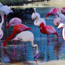홍학 (flamingo ,紅鶴) 이미지