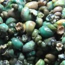 다슬기,올갱이해장국 이미지