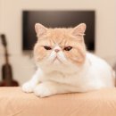 마마도나쓰 이미지