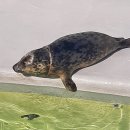 Seals on Texel 2 텍셀섬의 물범들 2 이미지