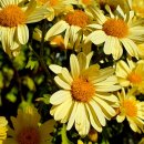 하이얀사 이미지