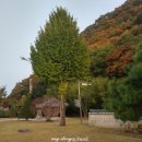 의령 충익사 모과나무 이미지