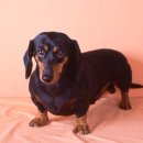 베르네집 이미지