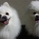화이트폼 이미지