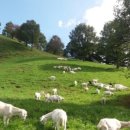 데미샘꿈그린 이미지