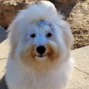 다산 애견훈련소 | 남양주애견유치원 애견카페왕 애견유치원,애견호텔 넓은 천연잔디 운동장 활용! 🌳