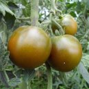 태희자연농장 | ［토마토다이어트］토마토싱싱한곳 토마토직거래 제이제이다이어트 토마토