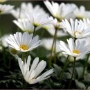 장생포로 이미지