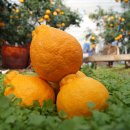 세일농장 이미지