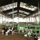 김포목장 이미지