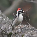 딱따구리 이미지