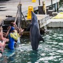 낙타와돌고래 이미지