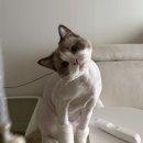 냥이네 목욕탕 이미지