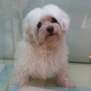 오렌지독하우스 이미지