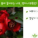 꽃피는나무