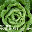 인지망 이미지