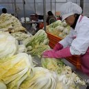 괴산시골절임배추영농조합법인 이미지