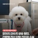 H 동물병원 | 간수치 상승 원인, 간문맥 전신 단락(PSS) 진단과 TFB 수술, 길음미아동물병원, N동물의료센터 강북점
