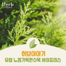 허브이야기