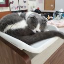 종합동물병원 이미지