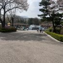 비에이치씨치킨 동문점 | 벚꽃시즌 서울랜드 주말 후기 ♥ (할인, 주차,루나패스, BHC치킨)