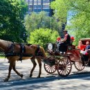 센트럴파크 5 이미지