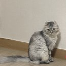 흰그루밍 | 고양이 구토 색 흰 거품 토 대처법