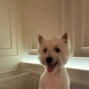 바오펫살롱 이미지