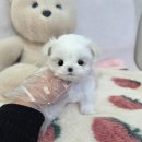 드림독 강아지분양 안심분양센터 인천점 이미지