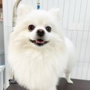 털이몽땅 이미지