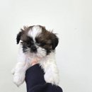 버디독 강아지분양 안심분양센터 시흥점 이미지