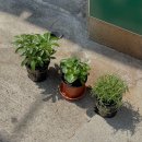 셋째 주 일기🫧] 초록 식물 / 헬로 버블 트윙클 블루 / 거제 청년 내꿈공간 / 광안리 맛집 / 맛집 도장깨기